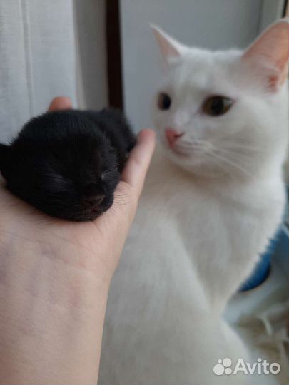 Белая кошечка