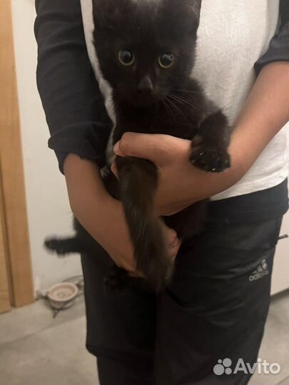 Кошка в дар