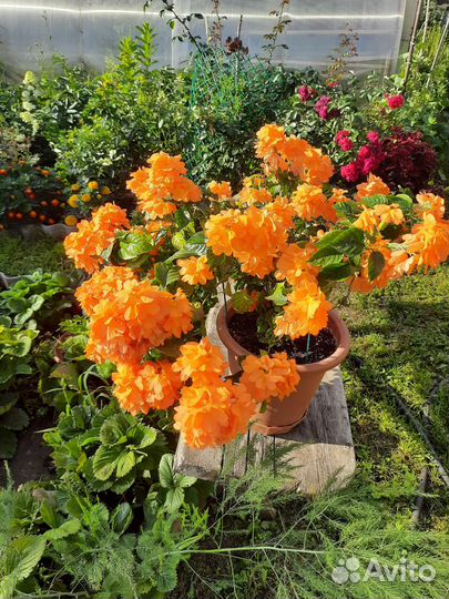 Комнатные растения