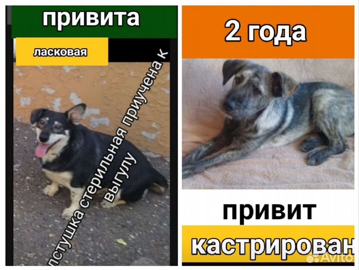 Щенки собачки