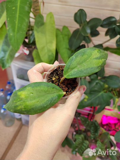 Хойи сортовые