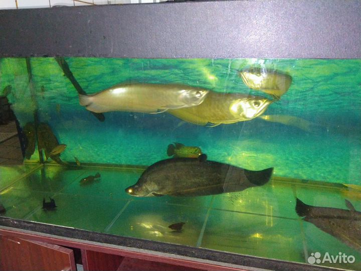 Хромис красавец, аравана, африканский нож