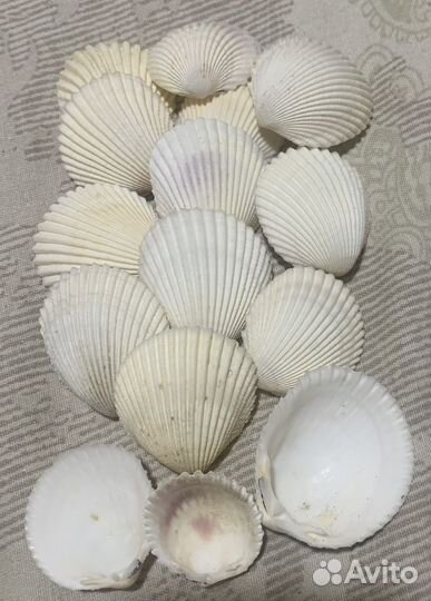 Набор ракушек 15 штук