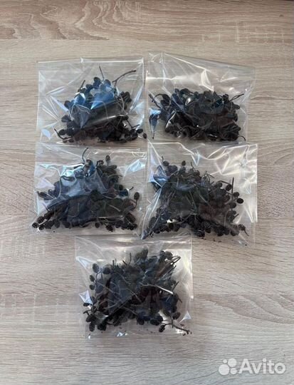 Ольховые шишки