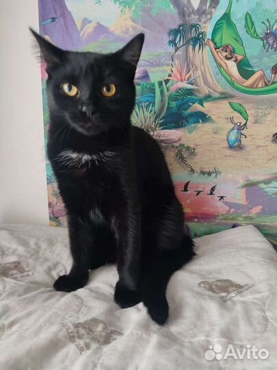 Кошечка 1 год в добрые руки