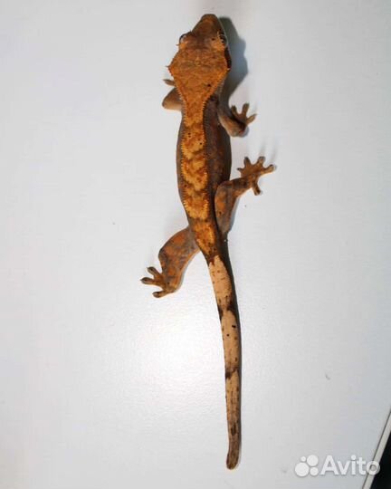 Реснитчатый геккон бананоед взрослый