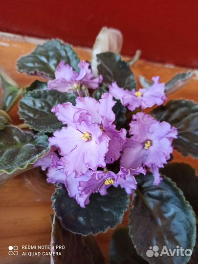 Цветущие фиалки