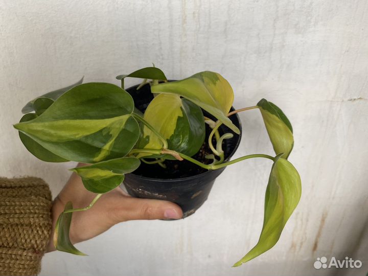 Филодендроны разные