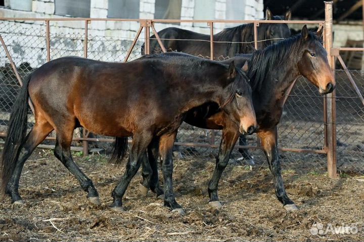 Продается жеребец карачаевской породы