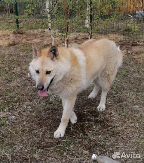 Собака ищет дом