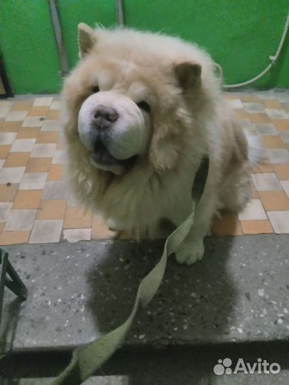 Выгульщик собак