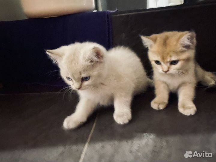 Британская шиншила