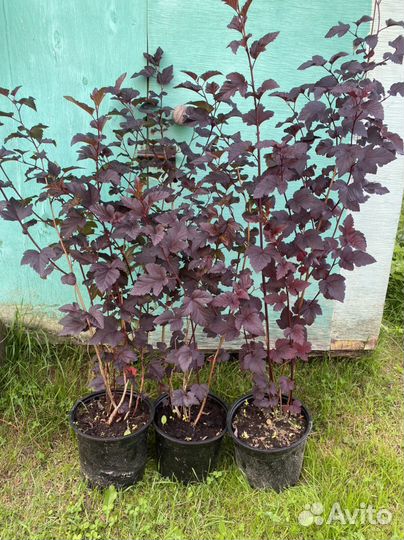 Пузыреплодник диаболо