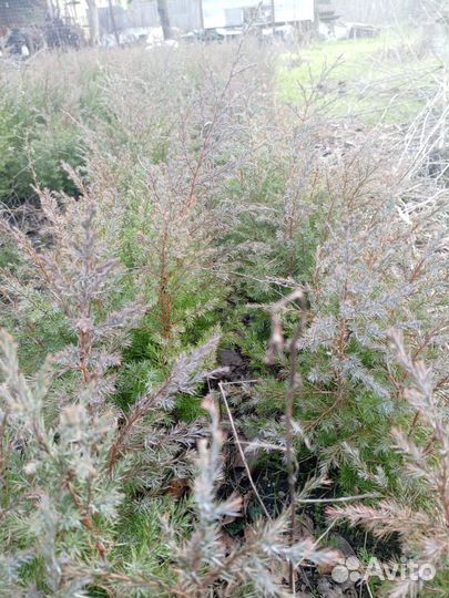 Можжевельник сеянец