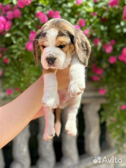 Щенки бигль