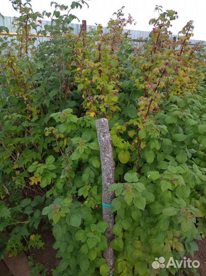 Саженцы малины