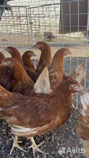 Продажа птицы