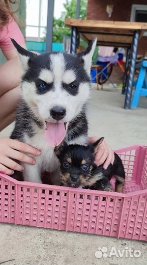 Возможен торг