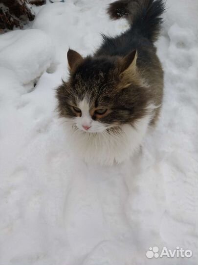 Пушистый котик