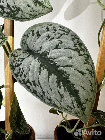 Сциндапсус пиктус / треби