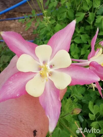 Петуния, флоксы, астильба, бархатцы и другие