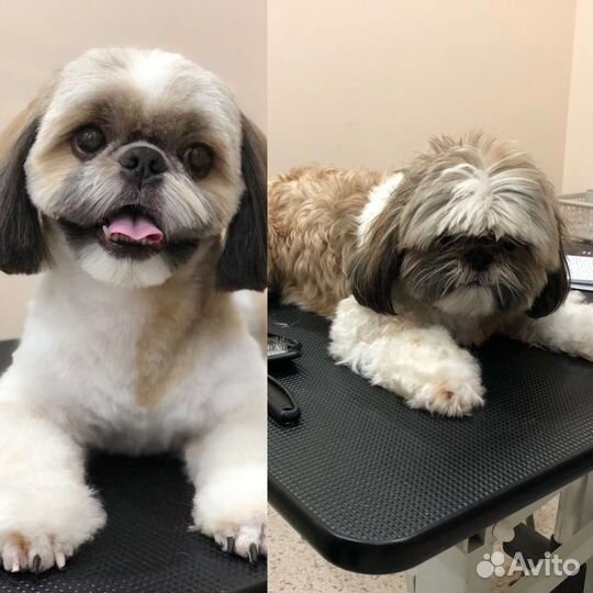 Груминг- стрижка собак