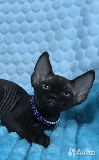 Девон-рекс черные мальчики
