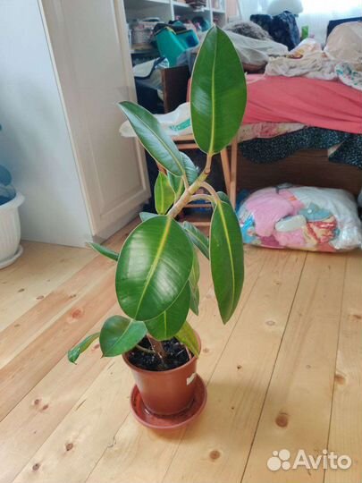 Молочай, фикус