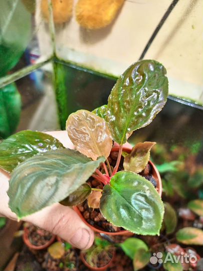 Хомаломена sp. besar orange