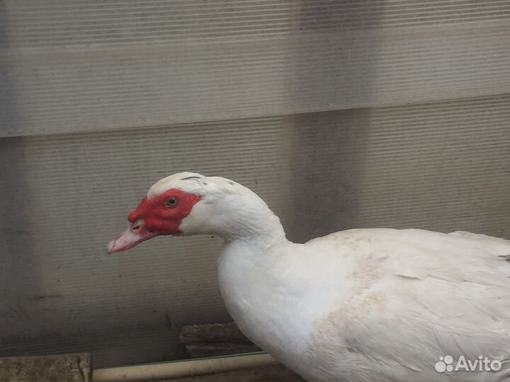 Утята мускусной утки (индоутки) белые