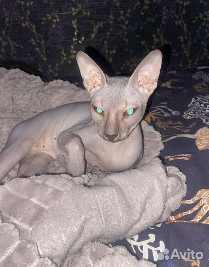 Донской сфинкс кот