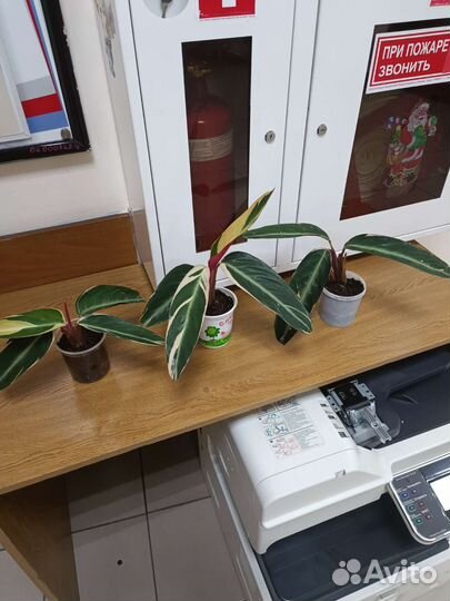 Строманта триколор