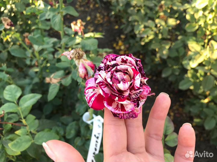 Кусты роз, розы