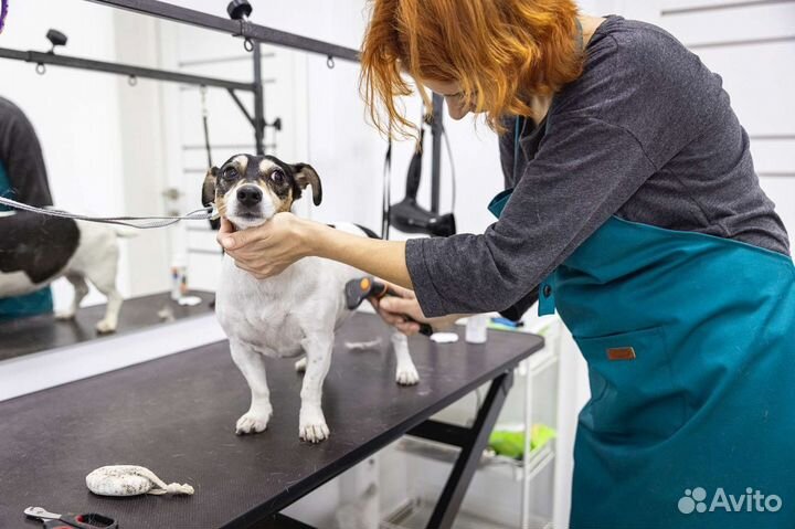 Стрижка собак и кошек