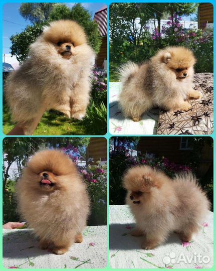 Померанский шпиц