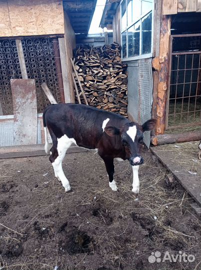 Продам тёлочку