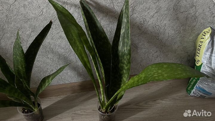 Сансевиерии сортовые-1