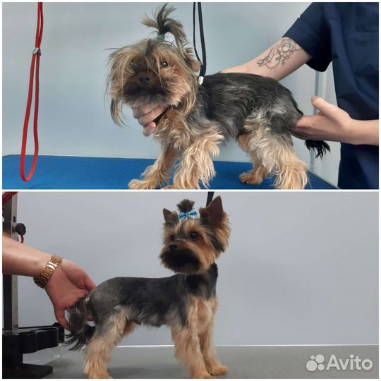 Груминг собак и кошек