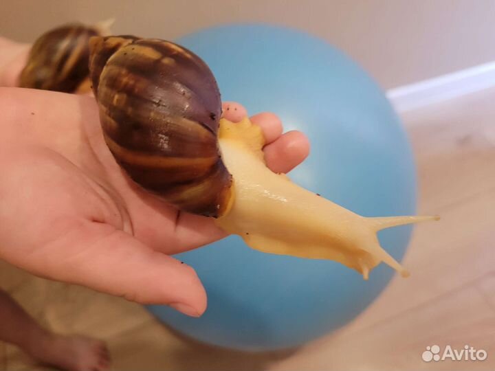 Улитки ахатины