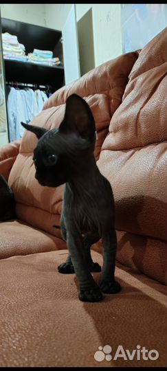 Канадский сфинкс