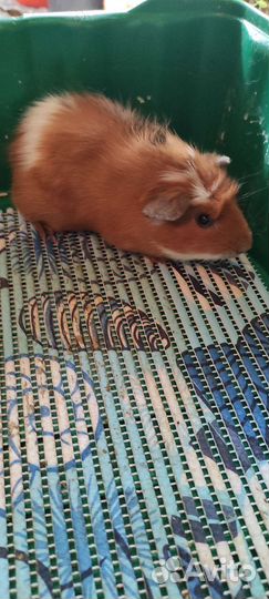 Морские свинки