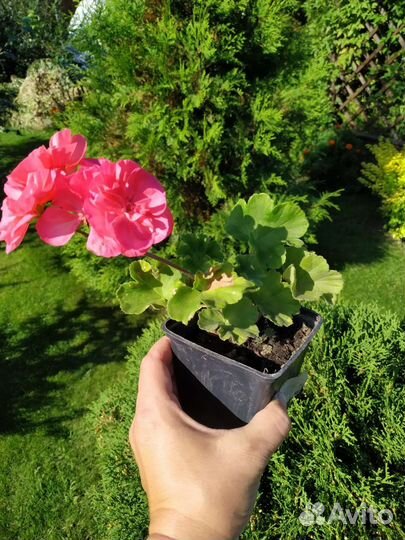 Пеларгония Jagershus Falej