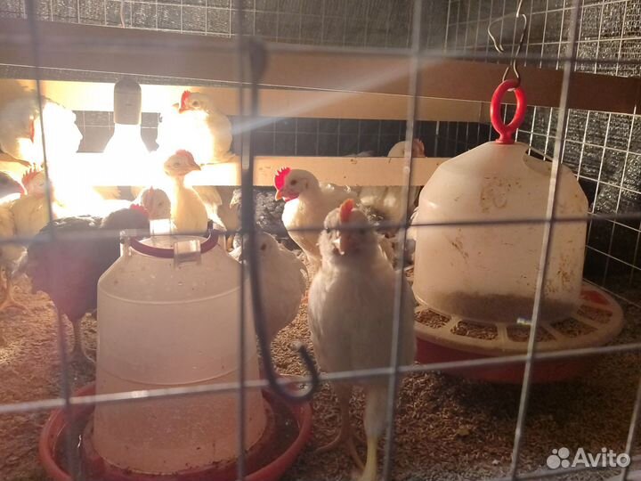 Петушки леггорн