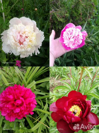 Садовые многолетники