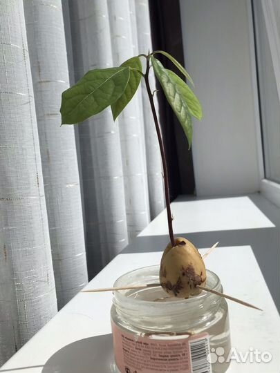 Продам растение авокадо