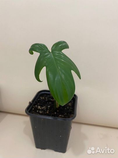 Филодендрон лиана комнатная