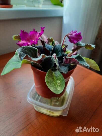 Фиалка, стрептокарпус