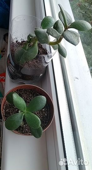 Толстянка (денежное деревце)