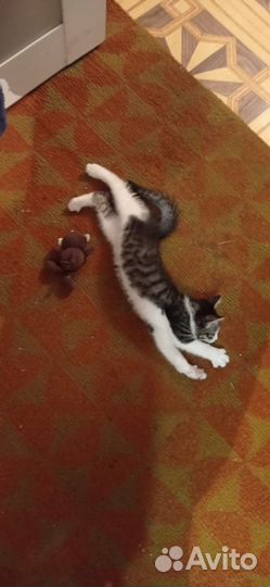 Котик