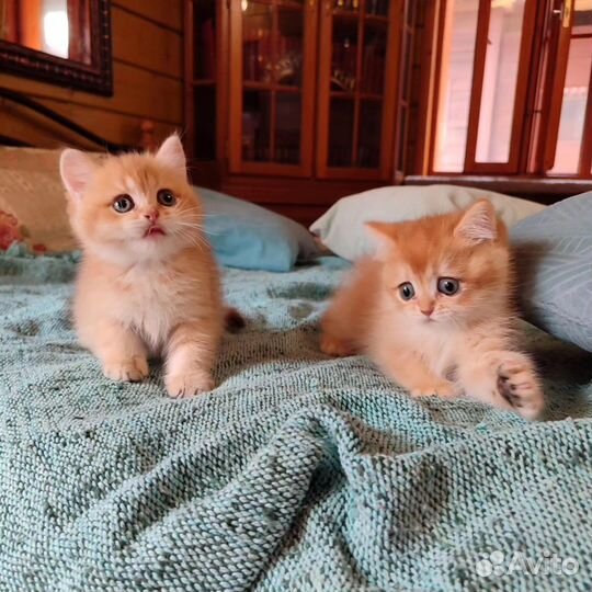 Котята шотландцы